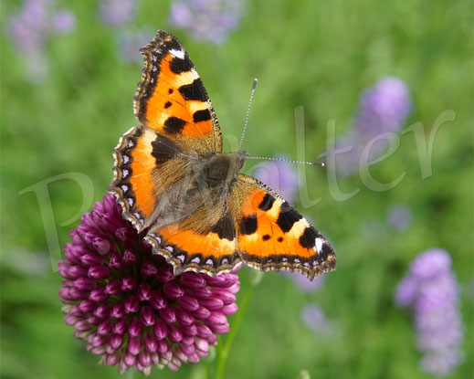 Bild: Kleiner Fuchs, Aglais urticae, Schmetterling, Tagfalter, am Allium "Drumstick"