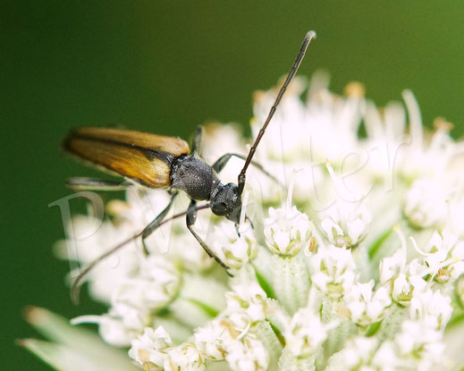 14.06.2025 : Kleiner Schmalbock, Stenurella melanura, Bockkäfer, Cerambycidae, Schmalböcke, Lepturinae, auf Großer Sterndolde, Astrantia major, Doldenblütler, Apiaceae