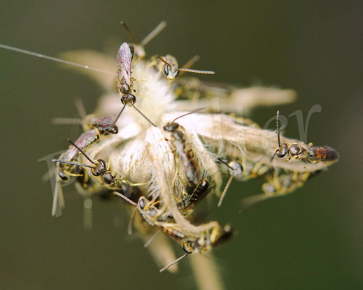 Bild: Schmalbienen-Schlafhaufen, Lasioglossum spec., alles Männchen, Übernachtung