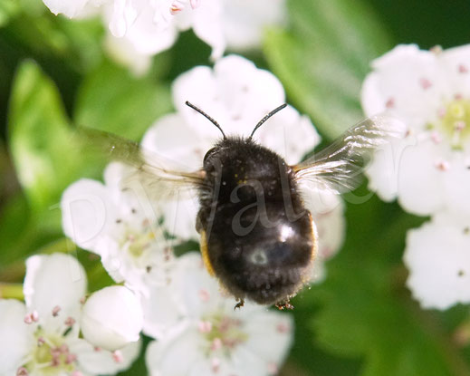 Bild: Frühlings-Pelzbiene, Anthophora plumipes, Weibchen,  Blüten, Eingriffliger / Zweigriffliger Weißdorn, Crataegus monogyna / laevigata, Rosaceae, Wildbiene, Flower Bee