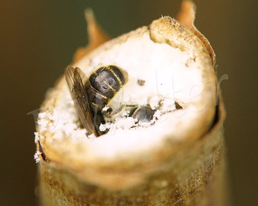 Bild: Schwarzspornige Stängel-Mauerbiene, Stängelbiene, Hoplitis leucomelana, Osmia leucomelana, Männchen, markhaltiger Stängel, Wildbiene, Marknister, Markbewohner