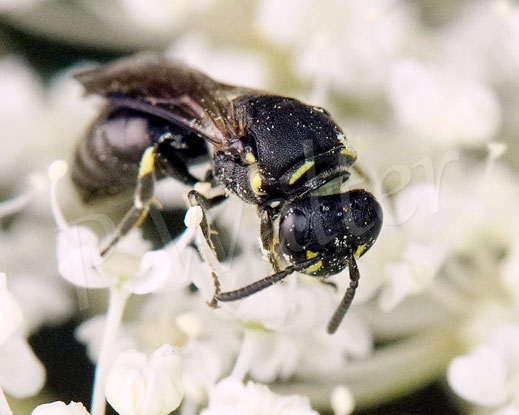Bild: Maskenbiene, Hylaeus spec., Wilde Möhre, Daucus carota subsp. carota, Doldenblütler, Apiaceae, Wildbiene, wild bee
