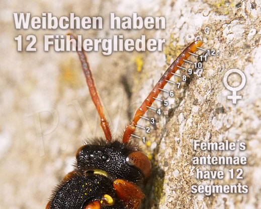 Bild: Geschlechtsbestimmung Wildbienen-Weibchen, female, wildbee, 12 Fühlerglieder, 12 Antennenglieder, Wildbienenbestimmung, Wildbiene