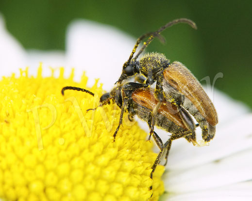 Bild: Kleiner Halsbock, Pseudovadonia livida, Bleicher Blütenbock, Gelbflügeliger Halsbock, bei der Paarung, Käfer, Coleoptera, Polyphaga, Bockkäfer, Cerambycidae, Schmalböcke, Schmalbock, Lepturinae, Wiesen-Margerite, Leucanthemum vulgare