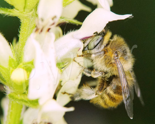 Bild: Vierfleck-Pelzbiene, Anthophora quadrimaculata, Weibchen am Aufrechten Ziest, Stachys recta, Lippenblütler, Wildbiene