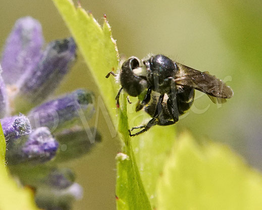 Bild: Schwarzspornige Stängel-Mauerbiene, Stängelbiene, Hoplitis leucomelana, Osmia leucomelana, Wildbiene, Pflanzenmörtel