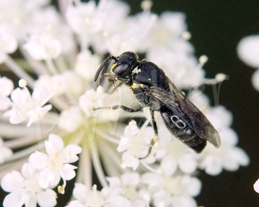 Bild: Maskenbiene, Hylaeus spec., Wilde Möhre, Daucus carota subsp. carota, Doldenblütler, Apiaceae, Wildbiene, wild bee