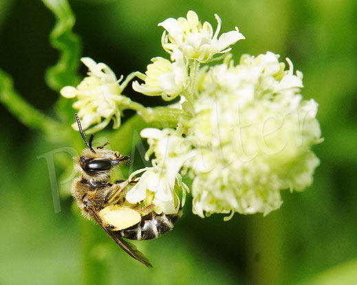 Bild: Ovale Kleesandbiene, Andrena ovatula, Gelbe Resede, Reseda lutea, Wildbiene, Blüte