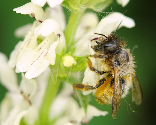 Bild: Rostrote Mauerbiene, Osmia bicornis, Weibchen am Aufrechten Ziest, Stachys recta, Lippenblütler, Wildbiene
