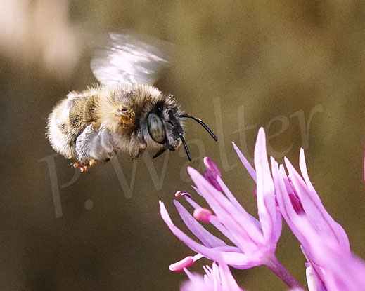 Bild: Vierfleck-Pelzbiene, Anthophora quadrimaculata, Weibchen an einem Allium, Lauch, Wildbiene, Blüte