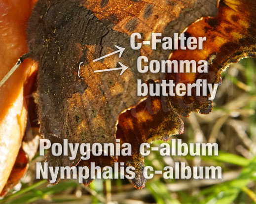 C-Falter, Comma butterfly, Schmetterling, Tagfalter Edelfalter, Polygonia c-album, Nymphalis c-album