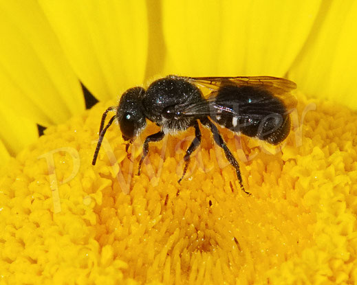 Text: Stängel-Düsterbiene, Stelis ornatula, Männchen an der Färber-Hundskamille, Kuckucksbiene, cuckoo bee, Wildbiene, Korbblütler