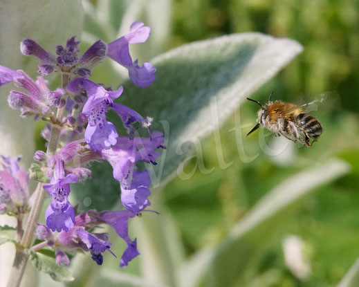 Bild: Vierfleck-Pelzbiene, Anthophora quadrimaculata, Männchen an der Katzenminze, Nepata, Lippenblütler, Lamiaceae, Wildbiene, Blüte