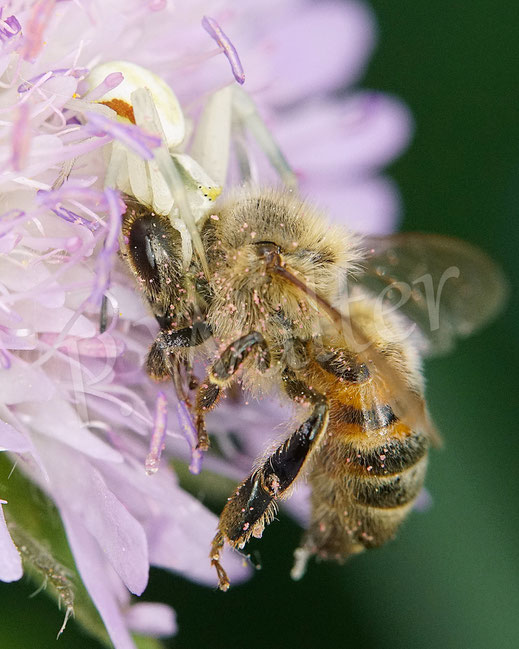 Bild: Veränderliche Krabbenspinne, Misumena vatia, Araneae, Thomisida, Spinnen, Beute, goldenrod crab spider, Acker-Witwenblume, Knautia arvensis, Wiesen-Witwenblume