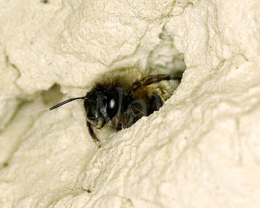 Bild: Frühlings-Pelzbiene, Anthophora plumipes, Weibchen, Wildbiene, Flower Bee, Löss, Lösswand, Steilwand, Abbruchkante, Nistplatz