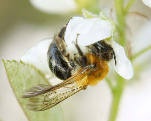 Schottische Sandbiene ? , Andrena cf. scotica