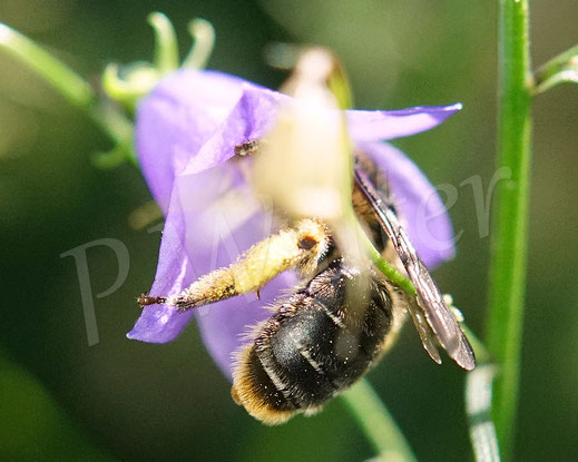 Bild: Glockenblumen-Sägehornbiene, Melitta haemorrhoidalis, Rundblättrige Glockenblume, Blüte, Campanula rotundifolia, oligolektische Wildbiene