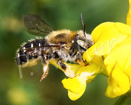 Bild: Weißfleckige Wollbiene, Weißgefleckte Wollbiene, Kleine Wollbiene, Anthidium punctatum, Weibchen, Wildbiene, Gewöhnlicher Hornklee, Lotus corniculatus, Hülsenfrüchtler, Fabaceae, Schmetterlingsblütler, Blüte
