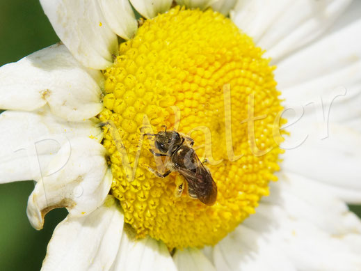 21.05.2020 : eine Furchenbiene an der Wiesen-Margerite, Weibchen, Halictus spec.