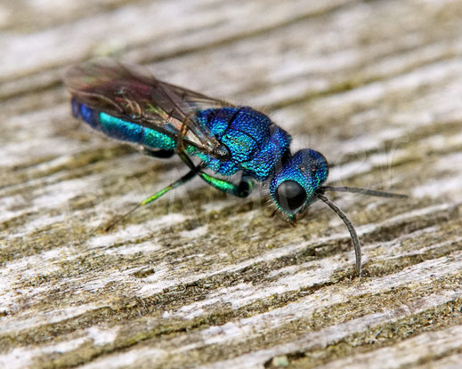 Blaue Goldwespe, Trichrysis cyanea, Chrysis cyanea, Chrysididae