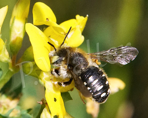 Bild: Weißfleckige Wollbiene, Weißgefleckte Wollbiene, Kleine Wollbiene, Anthidium punctatum, Weibchen, Wildbiene, Gewöhnlicher Hornklee, Lotus corniculatus, Hülsenfrüchtler, Fabaceae, Schmetterlingsblütler, Blüte