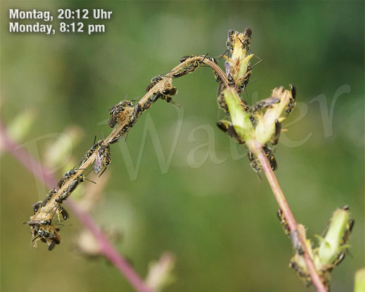 Bild: Schmalbienen-Schlafhaufen, Lasioglossum spec., alles Männchen, abends am trockenen Wegwartenstengel, zwecks Übernachtung