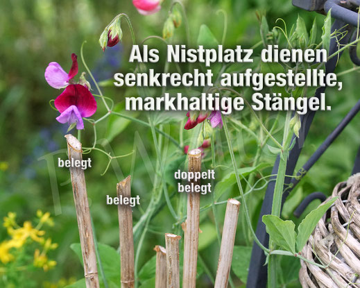 Bild: markhaltiger Stängel, markhaltig, Wildbienenhilfe, Marknister, Markbewohner