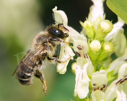 Bild: Platterbsen-Mörtelbiene, Megachile ericetorum, Banded Mud Bee, Männchen an einer Blüte, Aufrechter Ziest, Stachys recta, Megachilidae, Lippenblütler