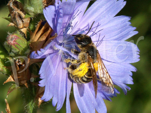 Bild: Gelbbindige Furchenbiene, Halictus scabiosae, Weibchen trinkt Nektar an einer Wegwarte