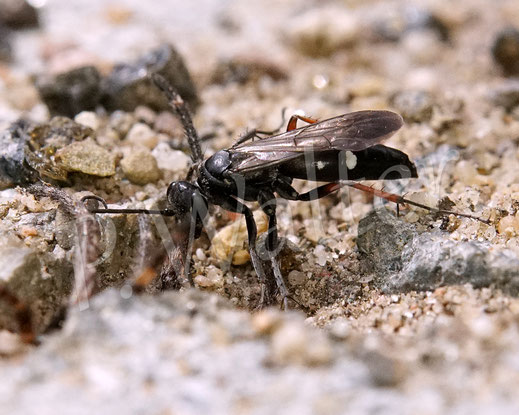 Bild: Rotbeinige Wegwespe, Episyron albonotatum, Pompilidae, Pompilinae, mit Radnetzspinne