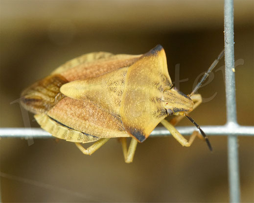 Bild: Purpur-Fruchtwanze, Carpocoris cf. purpureipennis, oder Nördliche Fruchtwanze, Carpocoris cf. fuscispinus