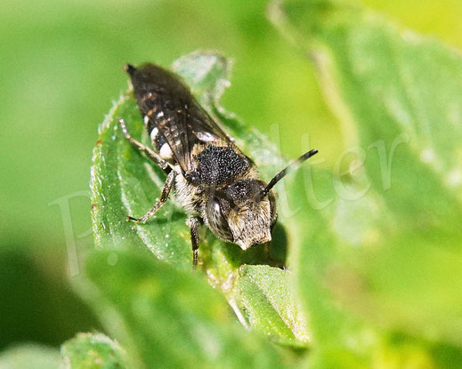 Bild: Mandibel-Kegelbiene, Coelioxys mandibularis, Weibchen am Nistplatz der Buntfarbigen Blattschneiderbiene, Wildbiene, Kuckucksbiene