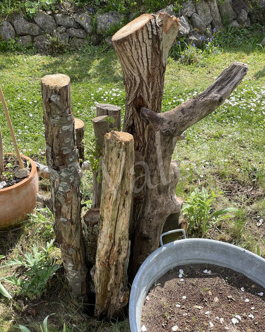 Bild : Totholz, Nistplatz, Holzstamm, Stämme, Stammholz, Totholzstapel, Totholzhaufen