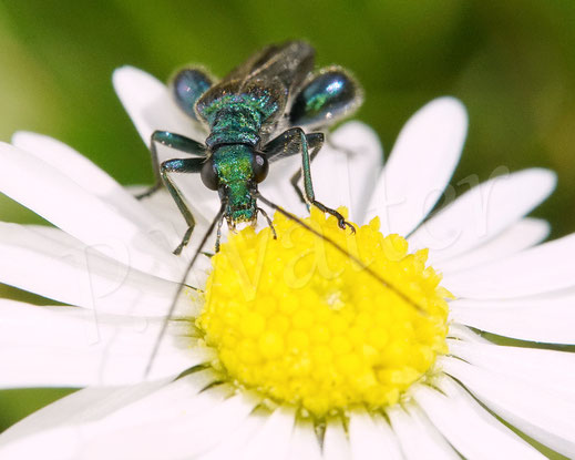 Bild: Blaugrüner Schenkelkäfer, Grüner Scheinbockkäfer, Oedemera nobilis, Käfer, Coleoptera, Männchen am Gäsenblümchen, Bellis perennis