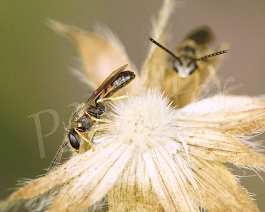 Bild: Schmalbienen-Schlafhaufen, Lasioglossum spec., alles Männchen, Übernachtung