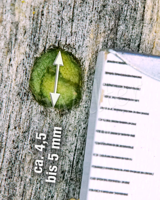 Text: Nistplatz einer Luzerne-Blattschneiderbiene, Megachile rotundata,Verschluss, Nistwand, Insektenhotel beehome beehotel Insektennisthilfe, Wildbiene, Bohrloch, Nistgang