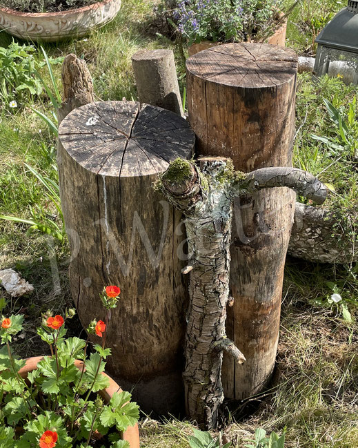 Bild : Totholz, Nistplatz, Holzstamm, Stämme, Stammholz, Totholzstapel, Totholzhaufen