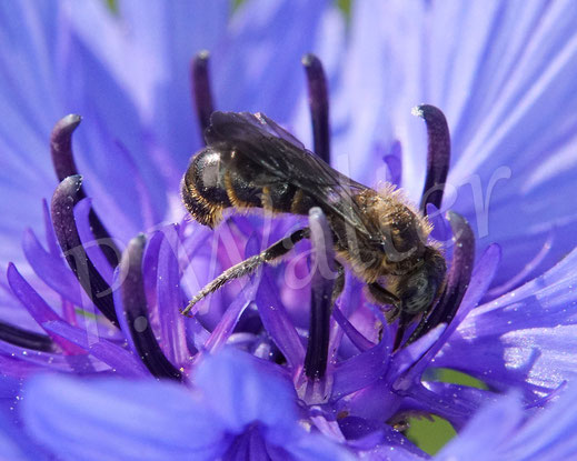 17.05.2020 : Glockenblumen-Scherenbiene, Chelostoma rapuculi, Männchen an einer Kornblumenblüte, Centaurea cyanus