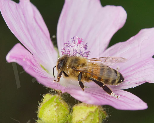 Bild: Honigbiene, Apis mellifera, trinkt Nektar an der Malvenblüte