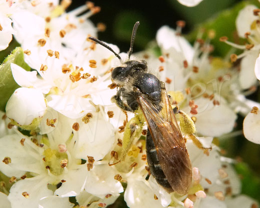 Bild: Gelbbeinige Kiel-Sandbiene, Goldbeinige Sandbiene, Andrena chrysosceles, Feuerdorn, Pyracantha, Wildbiene