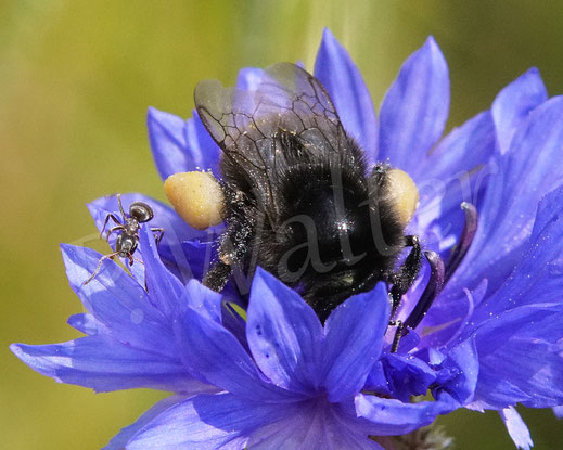 Bild: Steinhummel, Weibchen, Bombus lapidarius, an der Kornblume, Centaurea cyanus, Pollenkörbchen, Nektar, Pollen, Blüte