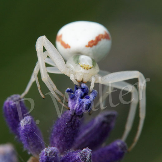 Bild: Veränderliche Krabbenspinne, Thomisidae, crab spider, Spinnentiere, Arachnida