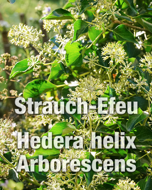 24.09.2023 : Strauch-Efeu, Hedera helix Arborescens, Blüten, Ivy