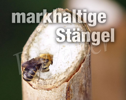 markhaltige Stängel ... wichtiger Nistplatz für einige Wildbienen und Grabwespen