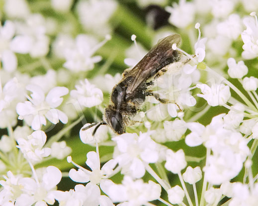 Bild: kleine Sandbiene, Andrena minutula-Gruppe, Zwergsandbiene, Wilde Möhre, Daucus carota subsp. carota, Doldenblütler, Apiaceae, Wildbiene