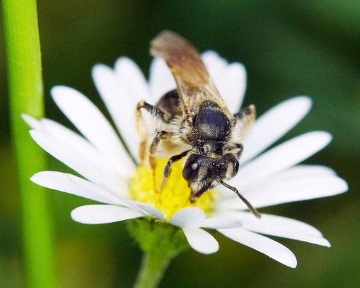 Bild: Gelbbeinige Kiel-Sandbiene, Goldbeinige Sandbiene, Andrena chrysosceles, Gänseblümchen, Bellis perennis, Wildbiene