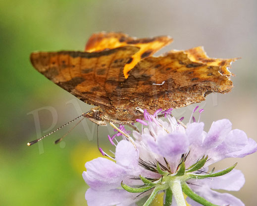 C-Falter, Comma butterfly, Schmetterling, Tagfalter Edelfalter, Polygonia c-album, Nymphalis c-album, Tauben-Skabiose, Scabiosa columbaria