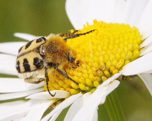 Bild: Gebänderter (?) Pinselkäfer, Trichius cf. fasciatus, Blatthornkäfer, Scarabaeidae, Coleoptera, Käfer, Wiesen-Margerite, Leucanthemum vulgare