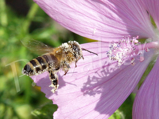 Bild: Honigbiene, Apis mellifera, trinkt Nektar an der Malvenblüte