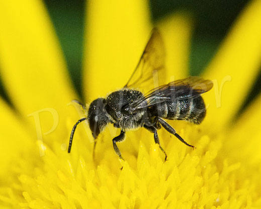Bild: Gewöhnliche, bzw. Kurze Düsterbiene, Stelis breviuscula, wahrscheinlich Männchen, Weidenblättriges Ochsenauge, Buphthalmum salicifolium, Korbblütler, Ateracea, Kuckucksbiene, cuckoo bee, Wildbiene